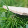 Матрас Mr.Mattress Indica L 